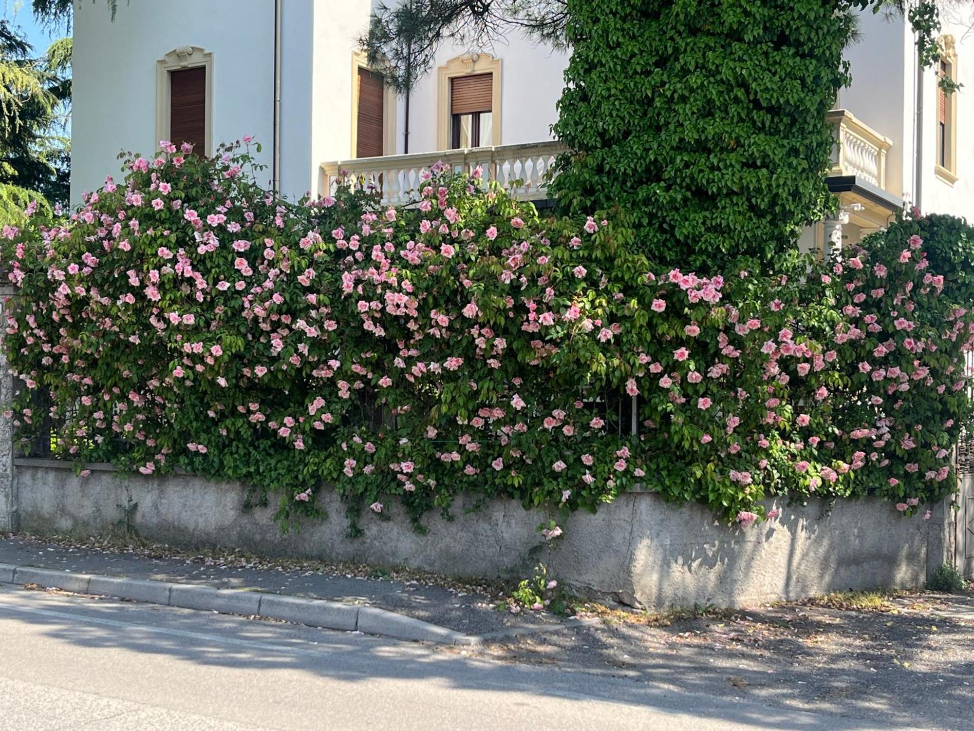 Il Bozzolo Eco Boutique Apartments Valeggio sul Mincio Eksteriør billede